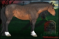 Horse Color:Buckskin 