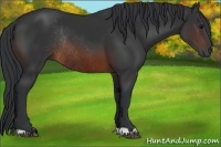 Horse Color:Brown Rabicano 