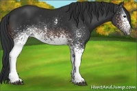 Horse Color:White Spotted Brown 
