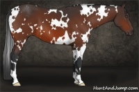 Horse Color:White Spotted Bay 