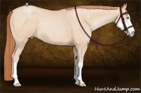 Horse Color:Buckskin Pearl Sabino Rabicano 