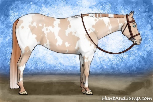 Horse Color:White Spotted Buckskin Pearl