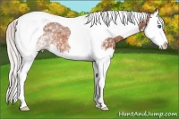 Horse Color:White Spotted Silver Bay Splash Tobiano 
