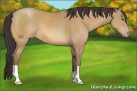Horse Color:Amber Champagne 