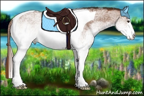 Horse Color:White Spotted Chestnut Tobiano