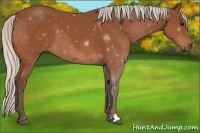 Horse Color:Silver Bay 