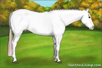 Horse Color:Black Splash Frame Appaloosa 