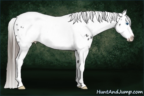 Horse Color:Black Splash Tobiano Frame Appaloosa 