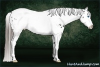 Horse Color:Black Splash Tobiano Frame Near Leopard