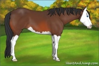 Horse Color:Bay Splash 