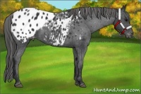 Horse Color:Black Appaloosa 