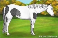 Horse Color:Black Splash Tobiano Rabicano