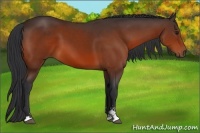 Horse Color:Bay Sabino