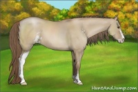 Horse Color:Grullo Pearl Sabino