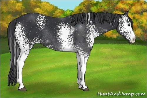 Horse Color:White Spotted Black Sabino Rabicano