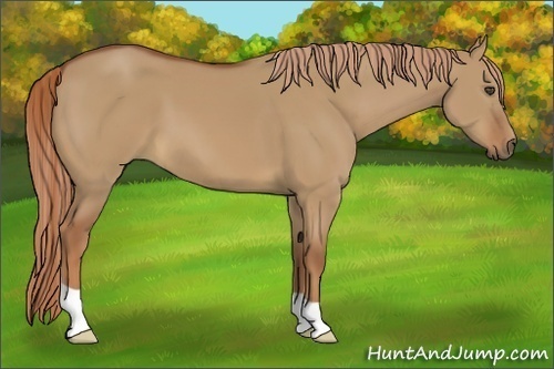 Horse Color:Red Dun 