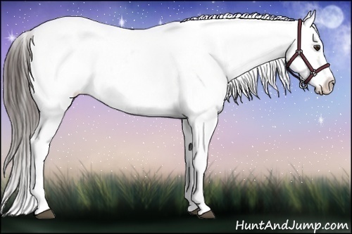 Horse Color:Liver Chestnut Sabino Varnish Rabicano
