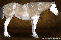 Horse Color:White Spotted Buckskin Dun Splash Rabicano 