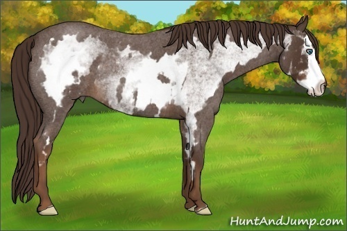 Horse Color:White Spotted Liver Red Roan Splash Frame 