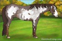 Horse Color:White Spotted Liver Red Roan Splash Frame 