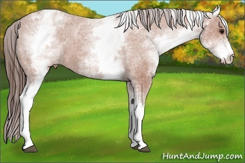 Horse Color:White Spotted Bay Appaloosa 