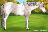 Horse Color:White Spotted Bay Varnish