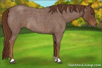 Horse Color:Red Roan Rabicano 