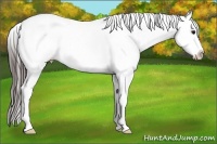 Horse Color:White Spotted Bay Splash Appaloosa Rabicano
