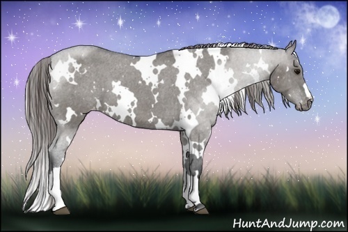 Horse Color:White Spotted Grullo Appaloosa 