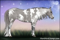 Horse Color:White Spotted Grullo Appaloosa 