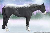 Horse Color:Black Sabino 