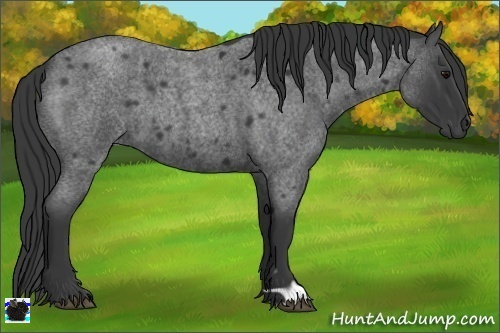 Horse Color:Blue Roan 