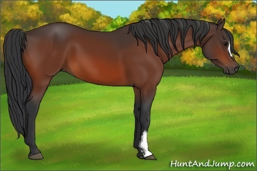 Horse Color:Bay Frame