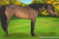 Horse Color:Buckskin  Brindle