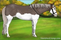 Horse Color:Silver Black Splash