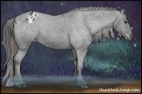 Horse Color:Black Appaloosa Brindle
