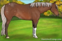 Horse Color:Silver Bay 