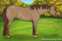 Horse Color:Red Dun 