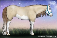 Horse Color:Grullo Pearl Splash