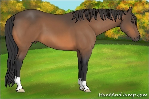 Horse Color:Buckskin 