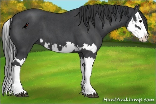 Horse Color:Blue Roan Splash  and Blue Roan Splash 