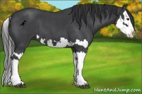 Horse Color:Blue Roan Splash  and Blue Roan Splash 