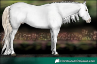 Horse Color:Liver Red Roan Pearl Appaloosa  and Liver Red Roan Pearl Appaloosa 