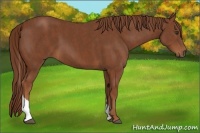 Horse Color:Chestnut Tobiano  Brindle