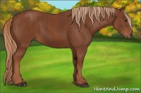 Horse Color:Chestnut  Brindle