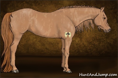 Horse Color:Chestnut Brindle
