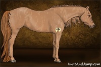 Horse Color:Chestnut Brindle