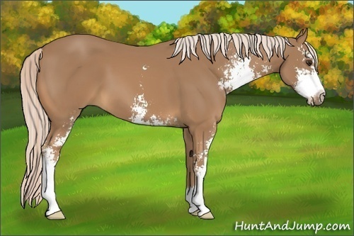 Horse Color:Palomino Sabino 