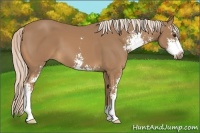 Horse Color:Palomino Sabino 