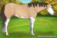 Horse Color:Amber Champagne Splash